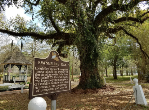 Louisiana's Most Famous Oak Tree Comes With A Bit Of Cajun Lore