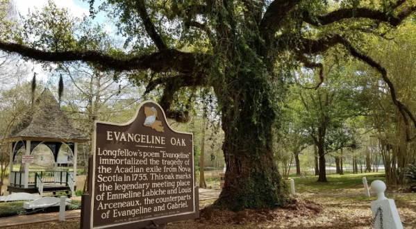 Louisiana’s Most Famous Oak Tree Comes With A Bit Of Cajun Lore