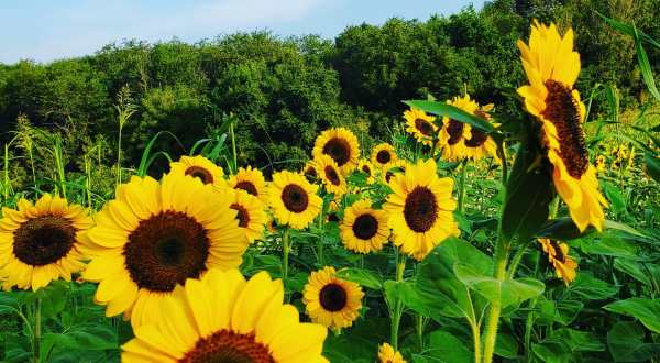 Get Lost In Beautiful Flower Fields At Terra Farms In Pennsylvania