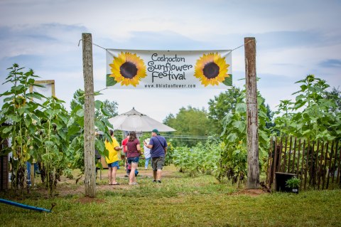 Visiting Ohio's Upcoming Sunflower Festival In Coshocton Is A Great Summer Activity