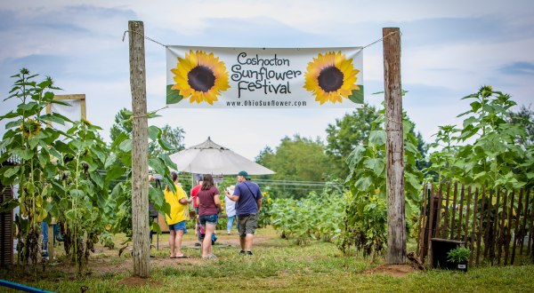 Visiting Ohio’s Upcoming Sunflower Festival In Coshocton Is A Great Summer Activity