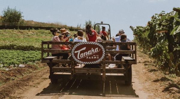 Southern California’s Tanaka Farms Serves Chocolate Covered Strawberries And Treats Galore