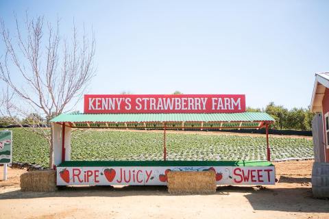 Pick Your Own Bucket of Strawberries At Kenny's Strawberry Farm For Only $15 In Southern California