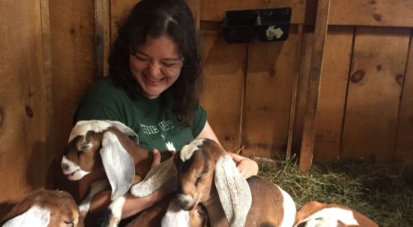 Enjoy An Adorable Adventure When You Sign Up To Cuddle Baby Goats At Dreamgoats In Michigan