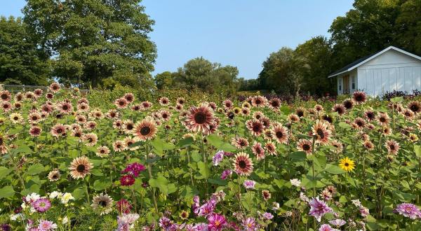 Get Lost In This Beautiful 17-Acre Flower Farm Near Detroit
