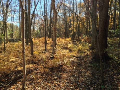 Michigan's Kate Palmer Wildlife Sanctuary Is Overflowing With Outdoor Beauty