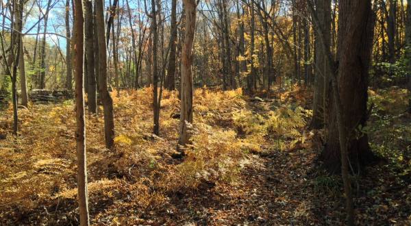 Michigan’s Kate Palmer Wildlife Sanctuary Is Overflowing With Outdoor Beauty