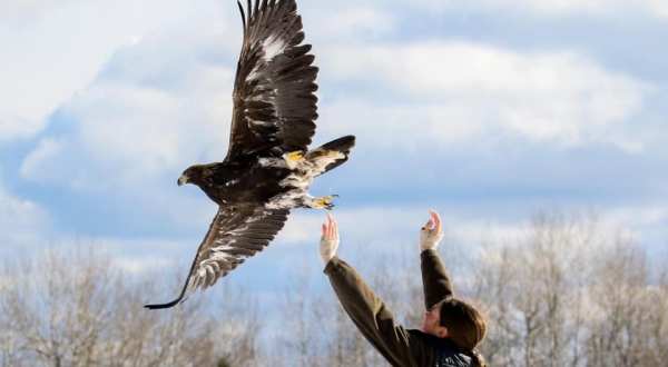 Take A Walk Through The Woods With Hawks During This One Of A Kind Experience In Minnesota