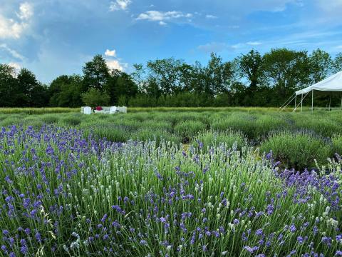 Get Lost In 2,000 Beautiful Lavender Plants At Moore Manor Farm In Maine