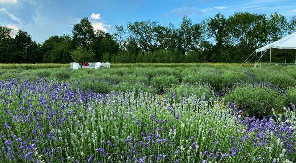 Get Lost In 2,000 Beautiful Lavender Plants At Moore Manor Farm In Maine