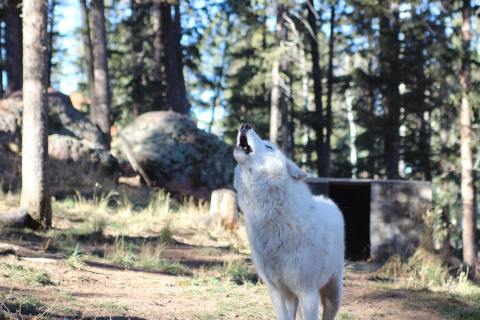 You Can Howl At The Moon With Wolves At The Colorado Wolf And Wildlife Center