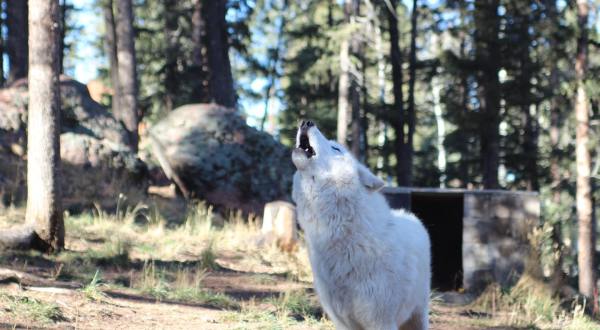 You Can Howl At The Moon With Wolves At The Colorado Wolf And Wildlife Center