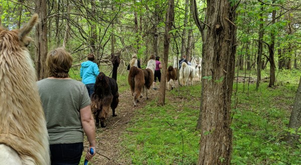 Talk A Walk Through The Woods With Llamas During This One-Of-A-Kind Experience In Virginia