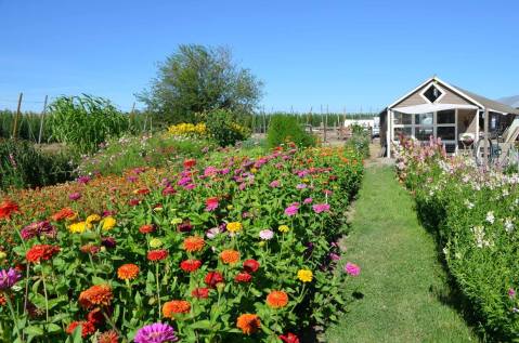 Plan A Family Visit To Leaning Barn Farms, A Colorful U-Pick Flower Farm In Idaho