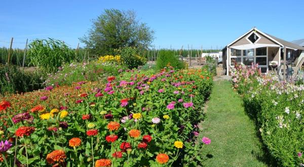 Plan A Family Visit To Leaning Barn Farms, A Colorful U-Pick Flower Farm In Idaho