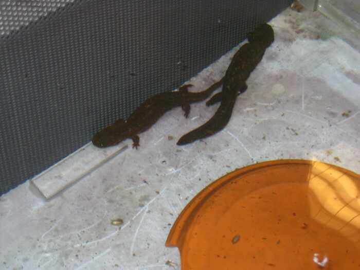 Native Salamanders That Can Grow Up To 2-Feet-Long Have Been Released Back Into Ohio Waters