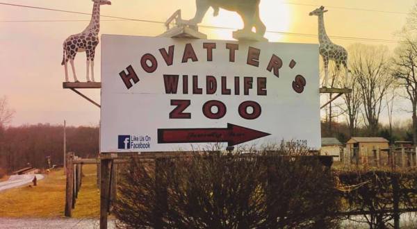 Take An African Safari Without Leaving West Virginia With A Trip To Hovatter’s Zoo