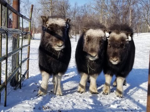 You'll Never Forget A Visit To Musk Ox Farm, A One-Of-A-Kind Farm Filled With Musk Oxen In Alaska