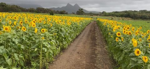 Get Lost In Thousands Of Beautiful Sunflower Plants At Waimanalo Country Farms In Hawaii