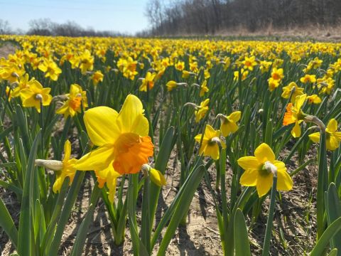 Lauritzen Gardens In Nebraska Will Have 400,000 Daffodils In Bloom This Spring