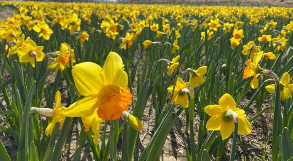 Lauritzen Gardens In Nebraska Will Have 400,000 Daffodils In Bloom This Spring