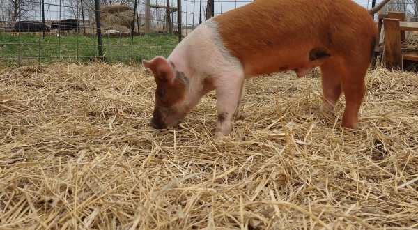 Cuddle The Most Adorable Rescued Farm Animals For Free At Shy 38 Farm Animal Sanctuary In Kansas