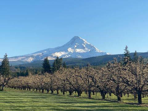 You'll Be Mesmorized By The Endless Apple Blossom Fields At Mt. View Orchards