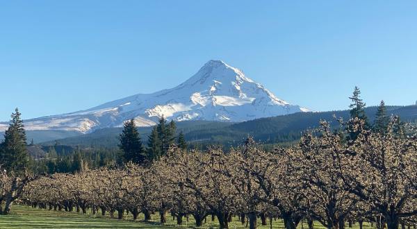 You’ll Be Mesmorized By The Endless Apple Blossom Fields At Mt. View Orchards
