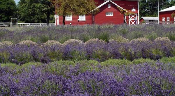 Get Lost In Thousands Of Beautiful Lavender Plants At Hidden Spring Lavender Farm In New Jersey