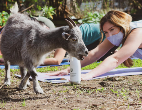You Can Do Yoga With Goats At The Paradigm Gardens In New Orleans