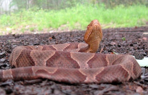 Beware Of Extra Copperheads Out Snacking On Cicadas In Virginia This Spring