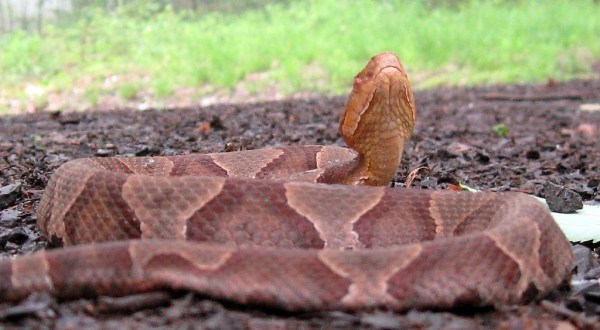 Beware Of Extra Copperheads Out Snacking On Cicadas In Virginia This Spring