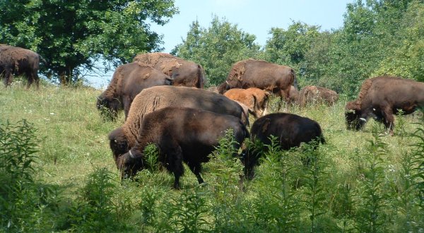 There’s A Working Bison Farm In Ohio Called Pencil Bison Ranch Where You Can Get Fresh, Ethical Meat