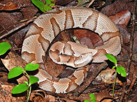 Beware Of Extra Copperheads Out Snacking On Cicadas In Tennessee This Spring