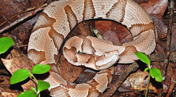 Beware Of Extra Copperheads Out Snacking On Cicadas In Tennessee This Spring