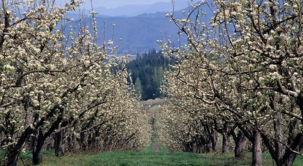 Packer Orchards, A Fruit Orchard In Oregon, Will Be In Full Bloom Soon And It’s An Extraordinary Sight To See