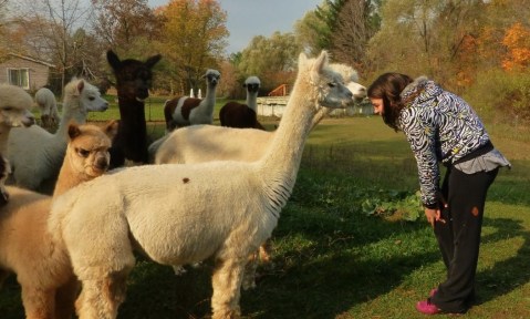 There's A Bed And Breakfast On This Alpaca Farm In Michigan And You Simply Have To Visit
