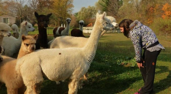 There’s A Bed And Breakfast On This Alpaca Farm In Michigan And You Simply Have To Visit