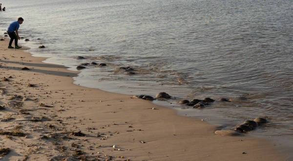 This Hidden Beach Along The Delaware Coast Is The Best Place To Find Seashells