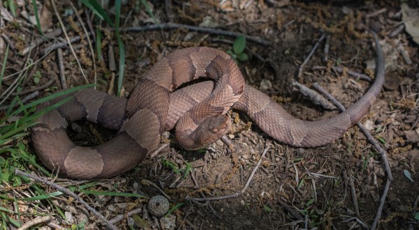 Beware Of Extra Copperheads Out Snacking On Cicadas In Maryland This Spring