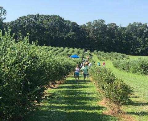 7 U-Pick Blueberry Farms In Mississippi That Are Perfect For A Summer Outing  