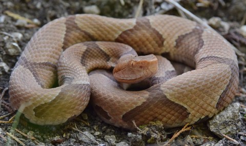 Beware Of Extra Copperheads Out Snacking On Cicadas In Illinois This Spring