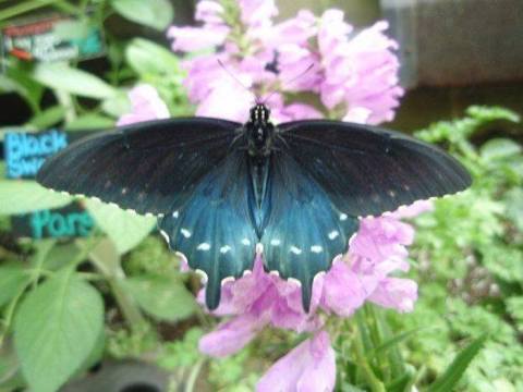 Spend A Magical Afternoon At The Philadelphia Eagles Four Seasons Butterfly House, One Of New Jersey's Largest Butterfly Houses
