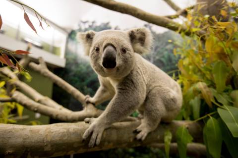 Say G'Day To The Newest Residents, Adorable Koalas, On Your Next Visit To The Kansas City Zoo In Missouri