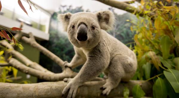 Say G’Day To The Newest Residents, Adorable Koalas, On Your Next Visit To The Kansas City Zoo In Missouri