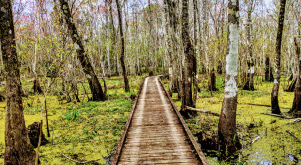 Explore The Depths Of The Atchafalaya On The Trails At Lake Fausse Pointe State Park In Louisiana