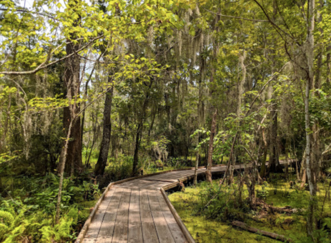 The Bayou Coquille Trail Offers Some Of The Most Breathtaking Views In Louisiana