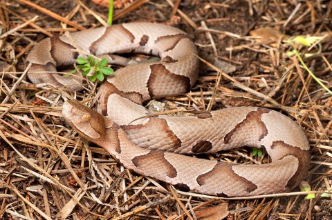 Beware Of Extra Copperheads Out Snacking On Cicadas In Arkansas This Spring