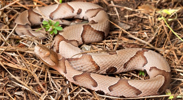 Beware Of Extra Copperheads Out Snacking On Cicadas In Georgia This Spring