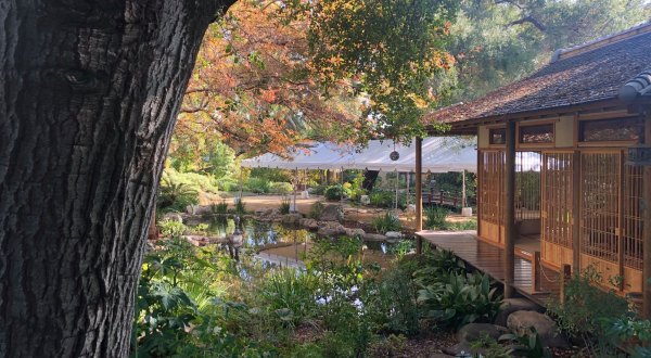Sip On Jasmine Tea And Relax By The Koi Pond At This Peaceful Japanese Tea Garden In Southern California